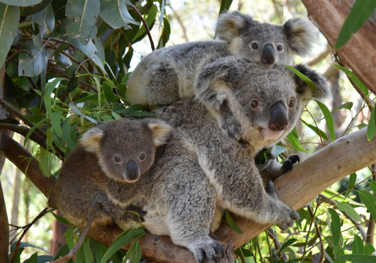 Koalas Face Growing Challenges Amid Habitat Loss and Urbanization