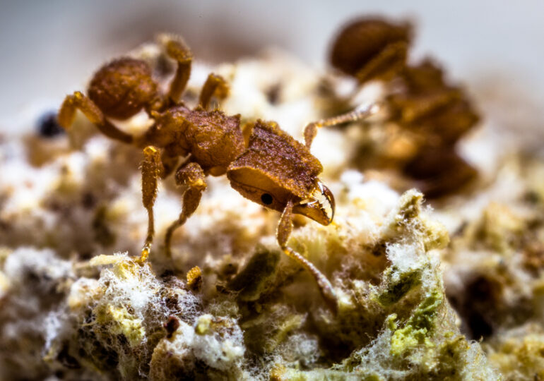 Research Indicates Ant Agriculture Originated 66 Million Years Ago