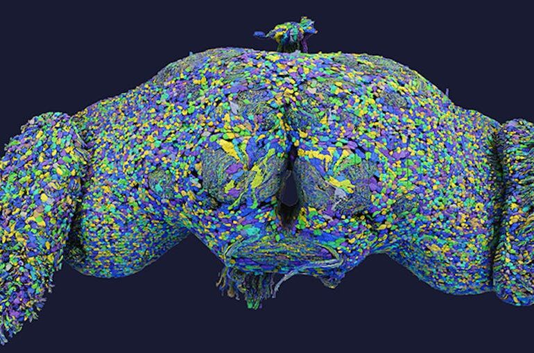 Groundbreaking Brain Map Unveils 140,000 Neurons and New Nerve Cell Types in Fruit Fly Brain