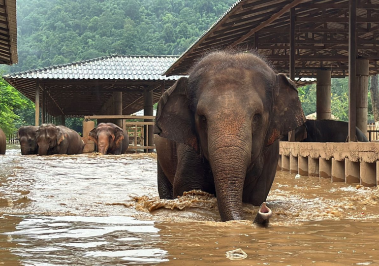 100 Elephants Rescued Amid Flash Floods at Sanctuary in Northern Thailand