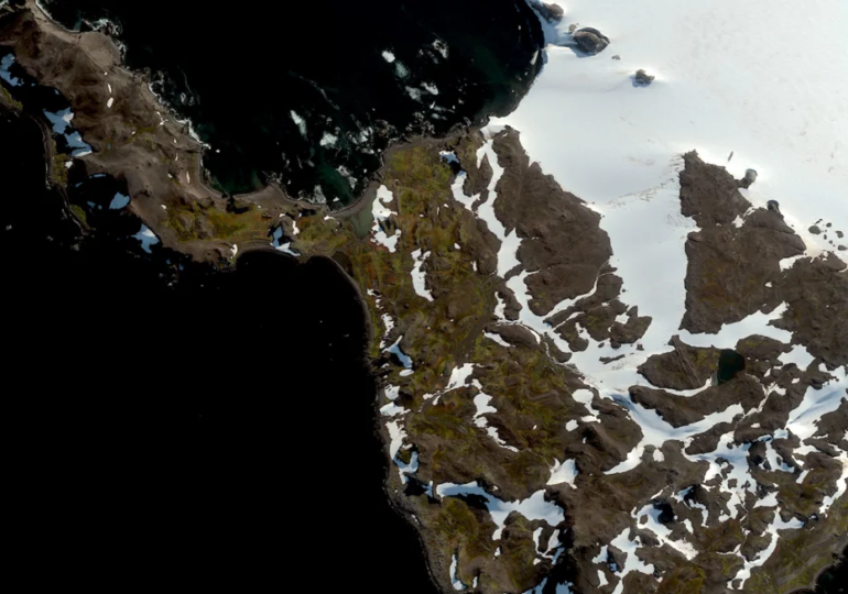 Antarctica Turns Green: Vegetation Expanding at an Alarming Rate Due to Climate Change