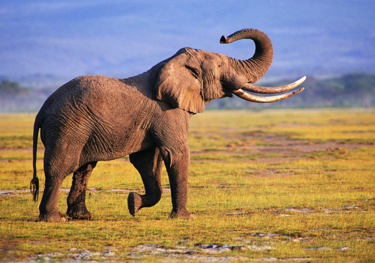 Two African Countries Defend Elephant Culling Amidst Drought Crisis: A Controversial Solution