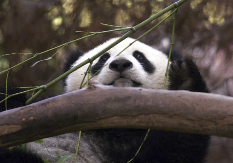 China’s Newest Panda Diplomats Arrive in Washington