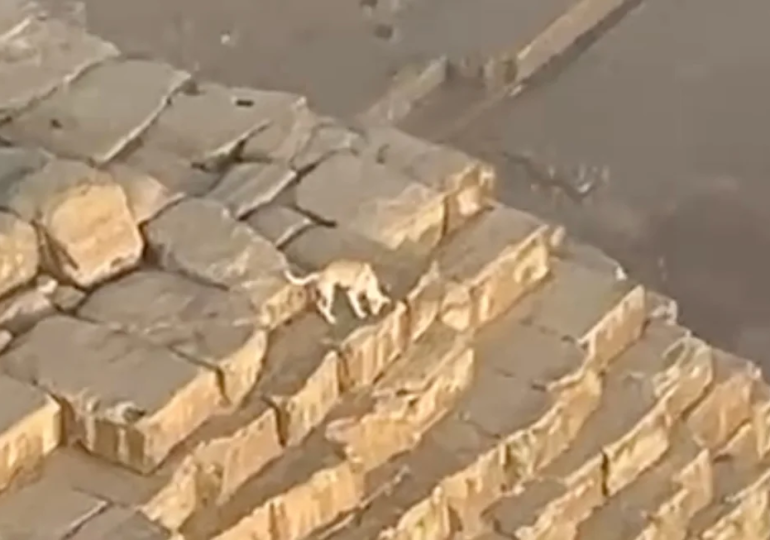 Stray Dog Spotted Relaxing on Ancient Egyptian Pyramid Stuns Paragliders