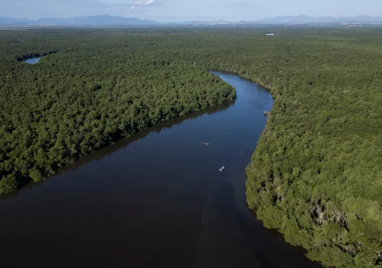 Study Reveals That the World’s Tree Species Are Facing Extinction Threats