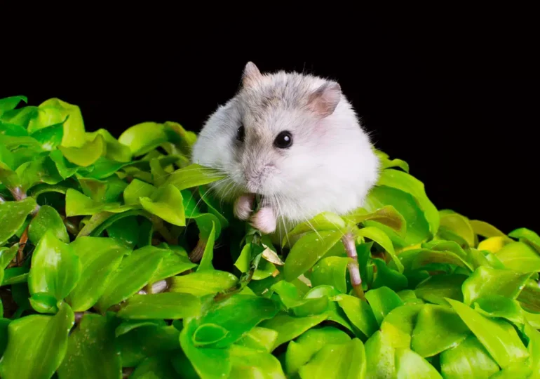 Scientists Engineer Solar-Powered Animal Cells by Merging Algae Chloroplasts with Hamster Cells