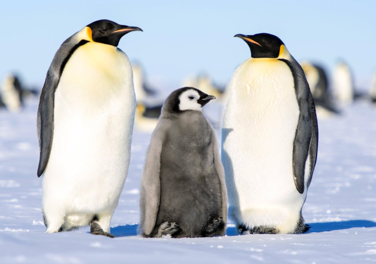 Emperor Penguin Makes Rare Appearance on Australian Beach, Far from Antarctic Habitat