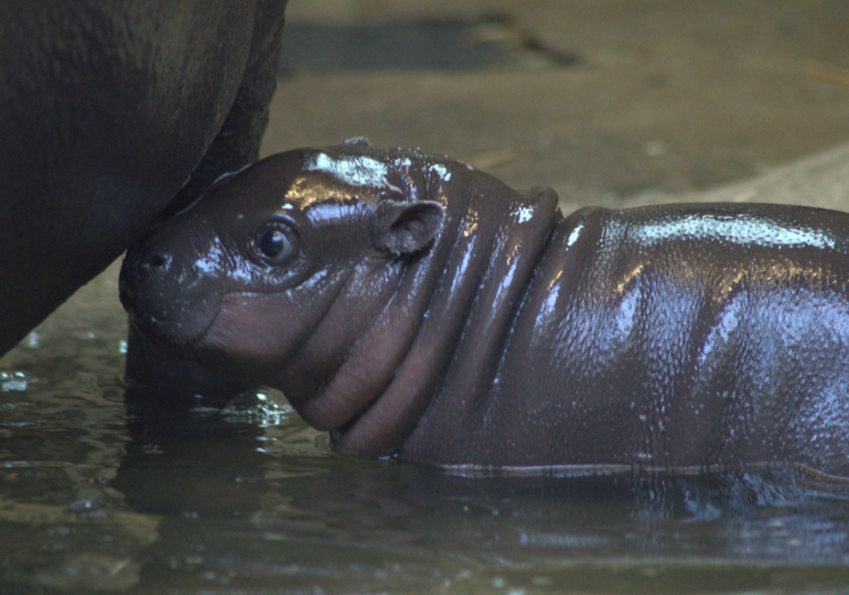 Endangered Pygmy Hippo Calf Born at Edinburgh Zoo Named “Haggis”