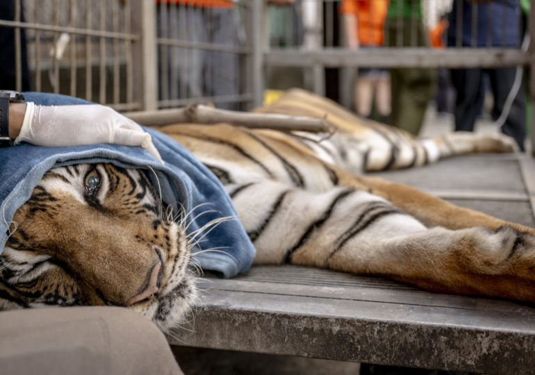 Tigers to Return to Kazakhstan After Decades of Extinction in Historic Rewilding Effort