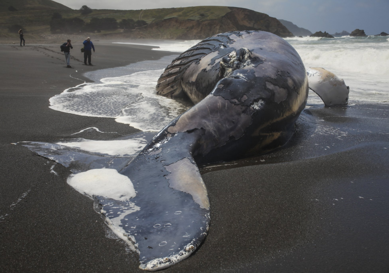 Life-Sized ‘Dead Whale’ Draws Thousands to Caspian Sea to Raise Climate Awareness at COP29