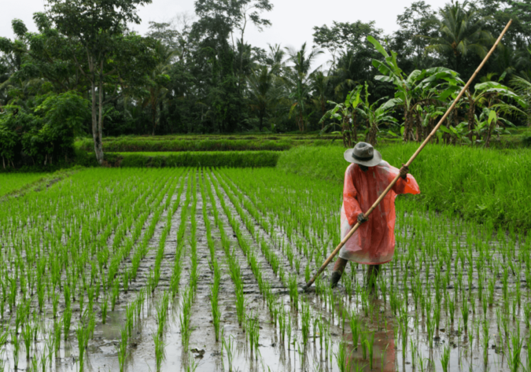 Study Links Climate Change to Decreased Rice Quality in East Asia