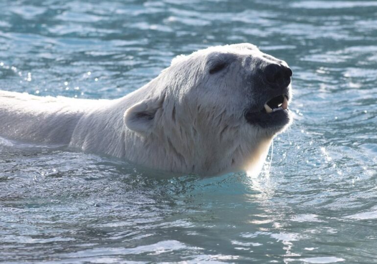 Climate Change Fuels Pathogen Risks for Alaska’s Polar Bears