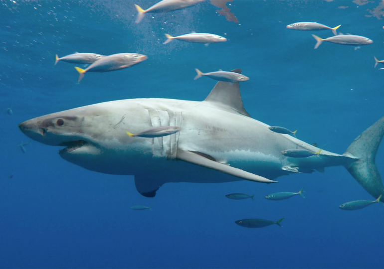 Greenland Shark Genome Mapped, Unlocking Longevity Secrets