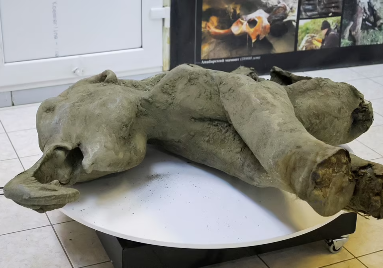 Remarkably Well-Preserved Baby Mammoth Remains Unveiled by Scientists