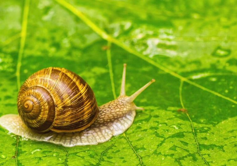 Pea-Sized Snails Once Thought Extinct Released Back Into the Wild